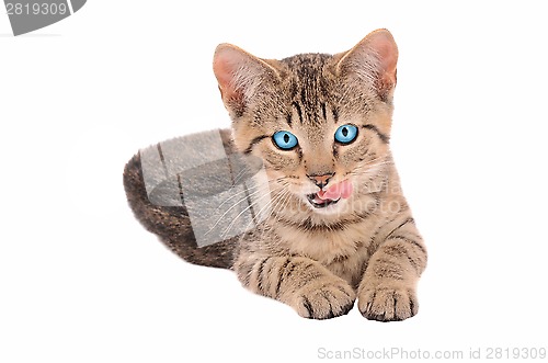 Image of Brown Tabby Kitten with Tongue Out
