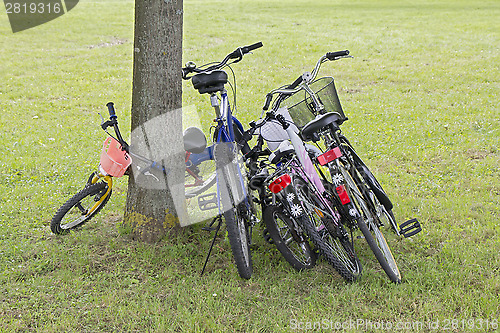 Image of Bicycles leaning against the tree