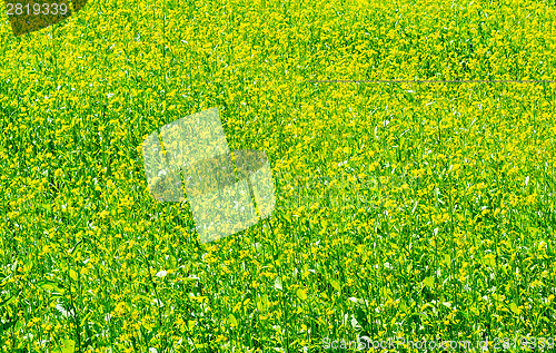 Image of Green meadow with blossoming plants of mustard.