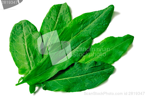 Image of Green leaves of spinach on a white background