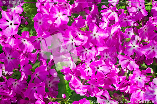 Image of Bright pink flowers of a primrose 