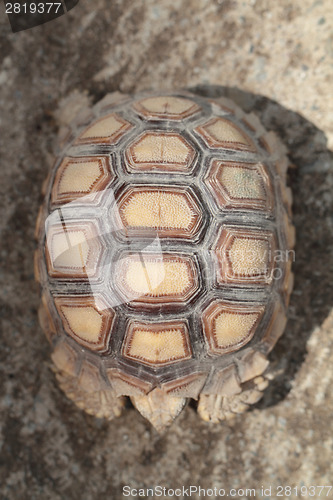 Image of Tortoiseshell
