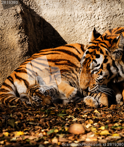 Image of Tiger mum