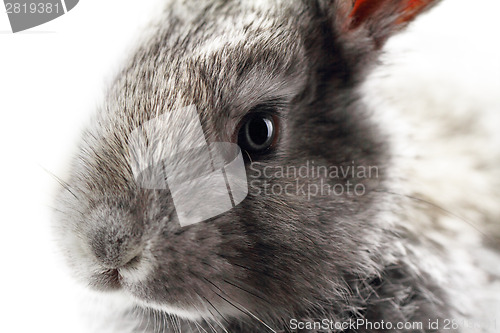 Image of Gray rabbit