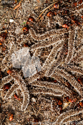 Image of Tree crop