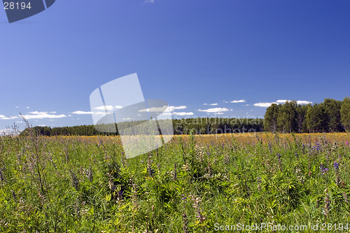 Image of blue sky, green forest and yellow field