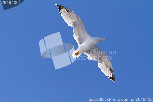 Image of Seagull