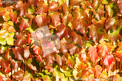 Image of Colorful leaves
