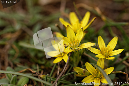 Image of Yellow flower
