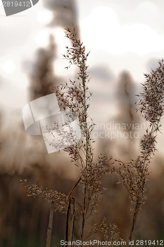 Image of Gold grass