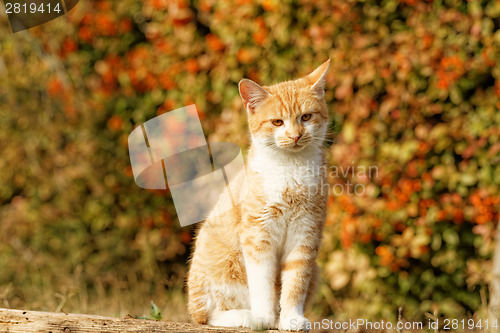 Image of Orange cat