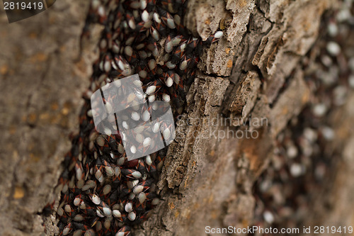 Image of Bugs on the trunk