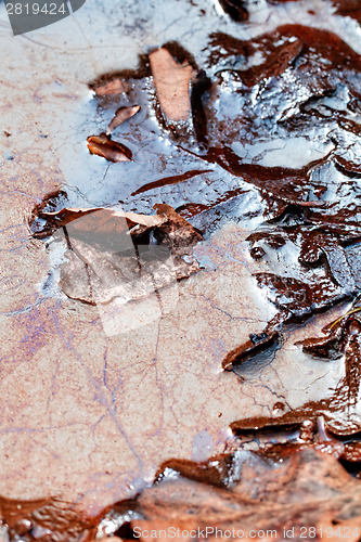 Image of Leaves in the oily water