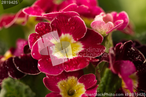 Image of Flower petals
