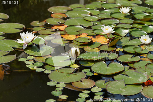 Image of Water lily