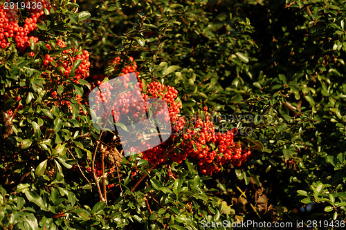 Image of Rowan red fruit