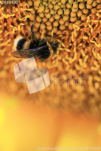 Image of Sunflower