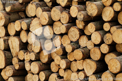 Image of Logging