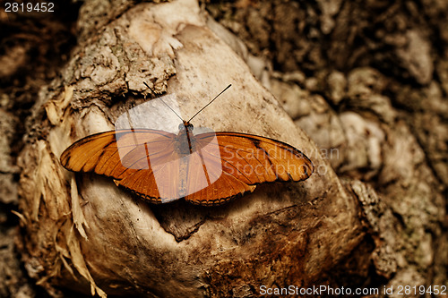Image of Butterfly