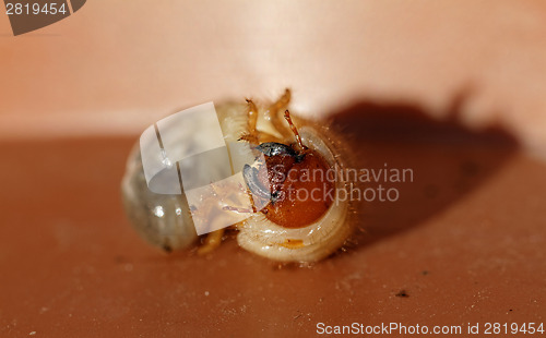 Image of May beetle larvae (Melolontha melolontha)