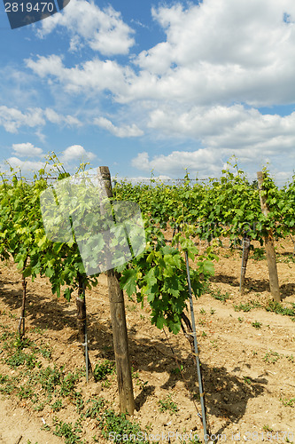 Image of Tokay grapes