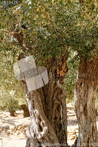 Image of Grece, Thassos