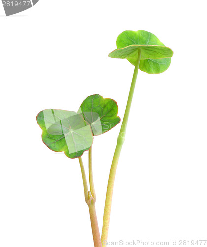 Image of Sprouts of nasturtium