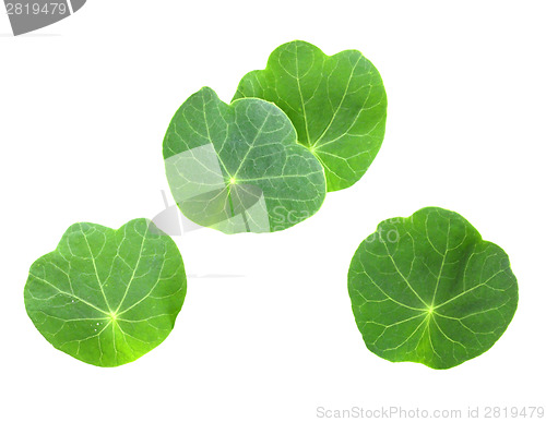 Image of Leafs of young nasturtium