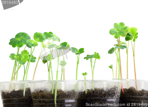 Image of Young nasturtium seedling