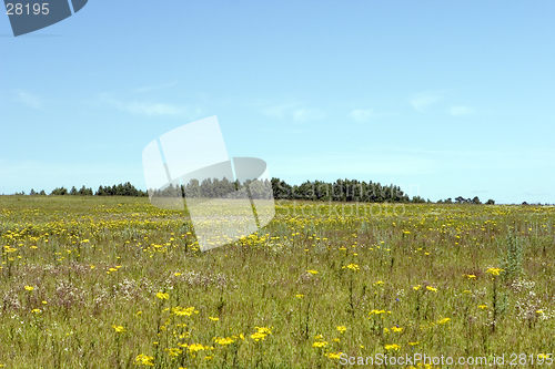 Image of blue sky, green forest and yellow field