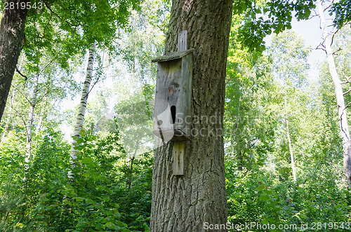 Image of nesting box with two manhole  on birch in forest 