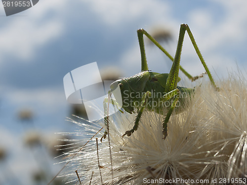 Image of green grasshopper