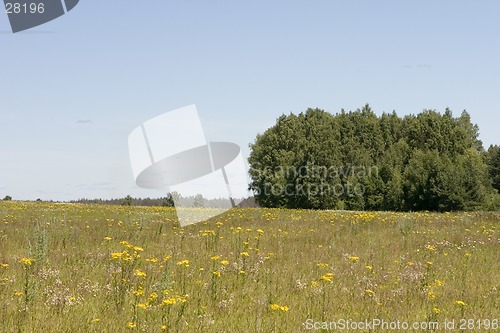 Image of blue sky, green forest and yellow field