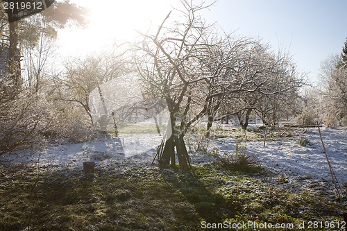 Image of morning in sudden snow garden