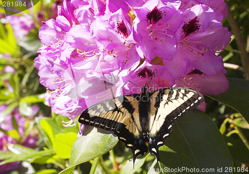 Image of butterfly