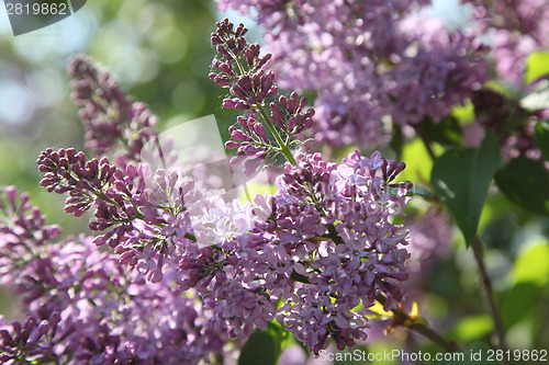 Image of lilac blossoms
