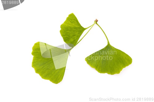 Image of Ginkgo biloba leaf isolated on white