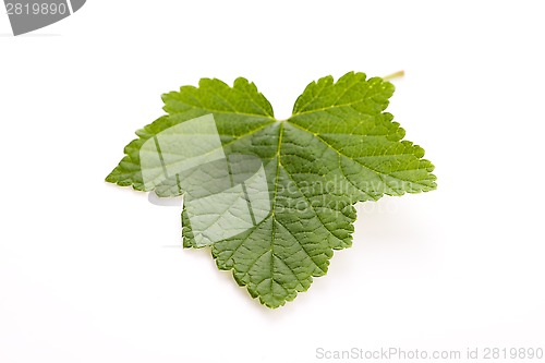 Image of Leaf of currant isolated on white 