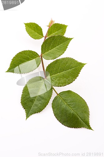 Image of rose leaf 