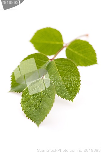 Image of rose leaf 
