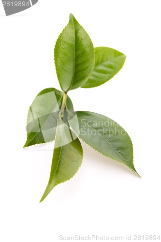 Image of fresh tea leaves isoalted on the white background