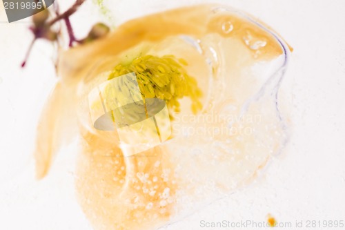 Image of Frozen flowers. blossoms in the ice cube