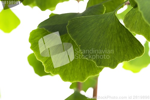 Image of Ginkgo biloba leaf isolated on white