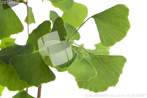 Image of Ginkgo biloba leaf isolated on white