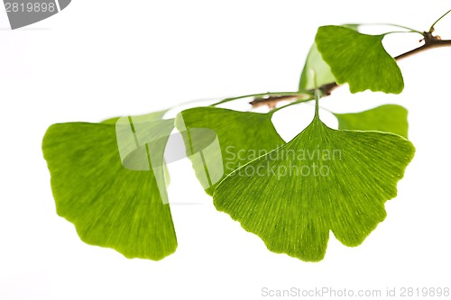 Image of Ginkgo biloba leaf isolated on white