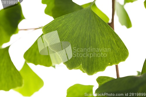 Image of Ginkgo biloba leaf isolated on white