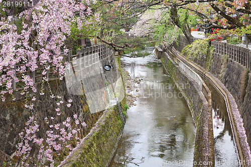 Image of Cherry blossom in Takayama