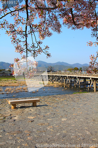 Image of Cherry blossom in Japan