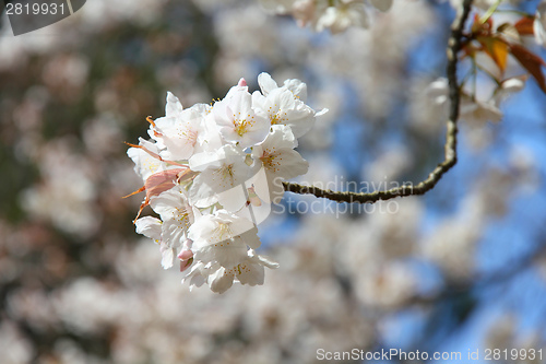 Image of Cherry blossom