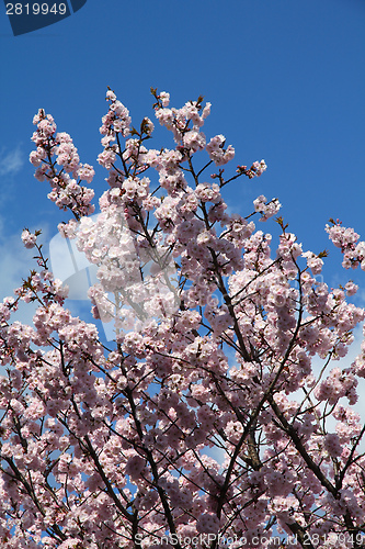 Image of Japan sakura